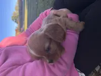 Quint, a male Cavalier King Charles Spaniel for sale in Fenwick, MI – Photo 4 of 9