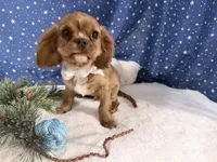 Quint, a male Cavalier King Charles Spaniel for sale in Fenwick, MI – Photo 9 of 9