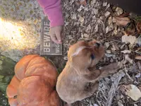 Quint, a male Cavalier King Charles Spaniel for sale in Fenwick, MI – Photo 2 of 9