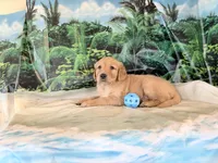 Cederick, a male Golden Retriever for sale in Fenwick, MI – 7 of 8