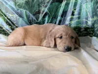 Cylar, a male Golden Retriever for sale in Fenwick, MI – 2 of 8