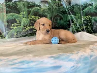 Cederick, a male Golden Retriever for sale in Fenwick, MI – 8 of 8