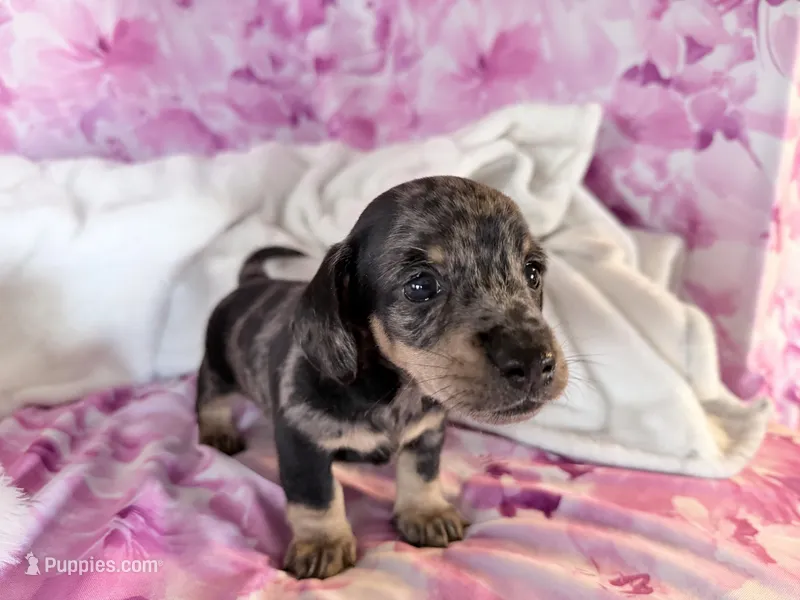 Mason – Miniature Dachshund puppy for sale in Fenwick, MI