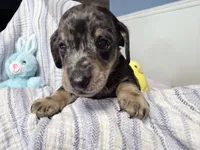 Goodness, a male Miniature Dachshund for sale in Fenwick, MI – Photo 4 of 7