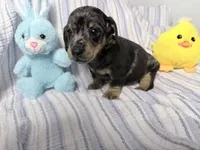 Goodness, a male Miniature Dachshund for sale in Fenwick, MI – Photo 6 of 7