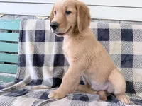 Doug , a male Golden Retriever for sale in Fenwick, MI – 4 of 8