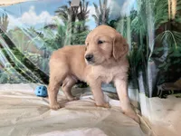 Cylar, a male Golden Retriever for sale in Fenwick, MI – 7 of 8