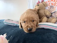 Amos, a male Golden Retriever for sale in Fenwick, MI – Photo 3 of 7