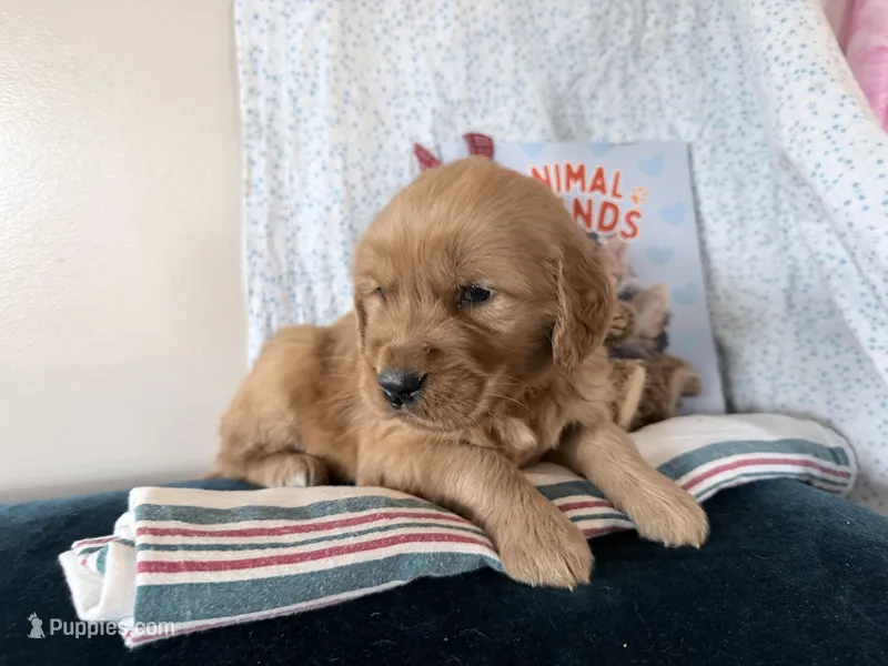 Amos – Golden Retriever puppy for sale in Fenwick, MI