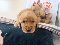 Amos, a male Golden Retriever for sale in Fenwick, MI – Photo 6 of 7