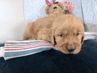 Amos, a male Golden Retriever for sale in Fenwick, MI – Photo 7 of 7