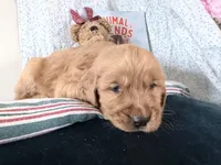 Amos, a male Golden Retriever for sale in Fenwick, MI – Photo 2 of 7