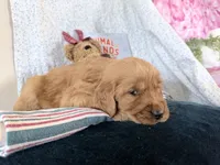 Amos, a male Golden Retriever for sale in Fenwick, MI – Photo 5 of 7