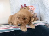 Amos, a male Golden Retriever for sale in Fenwick, MI – Photo 4 of 7