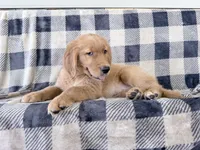 Dixie, a female Golden Retriever for sale in Fenwick, MI – 6 of 8