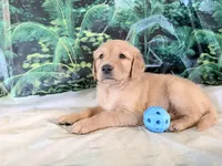 Cederick, a male Golden Retriever for sale in Fenwick, MI – 2 of 8