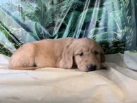 Cylar, a male Golden Retriever for sale in Fenwick, MI – 6 of 8
