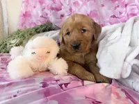 Alice , a female Golden Retriever for sale in Fenwick, MI – Photo 2 of 7