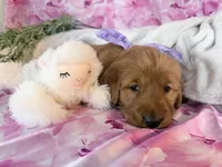 Alice , a female Golden Retriever for sale in Fenwick, MI – Photo 4 of 7