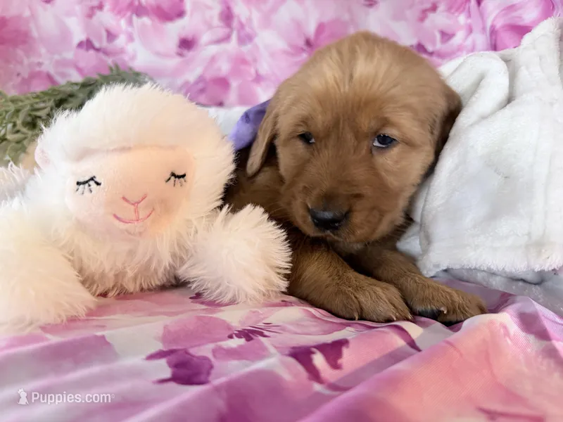 Alice  – Golden Retriever puppy for sale in Fenwick, MI
