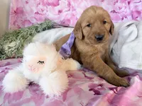 Alice , a female Golden Retriever for sale in Fenwick, MI – Photo 6 of 7