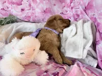 Alice , a female Golden Retriever for sale in Fenwick, MI – Photo 7 of 7