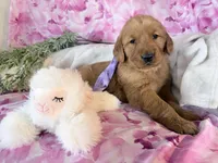 Alice , a female Golden Retriever for sale in Fenwick, MI – Photo 3 of 7