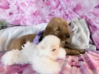 Alice , a female Golden Retriever for sale in Fenwick, MI – Photo 5 of 7