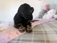 Bouncy, a female Miniature Dachshund for sale in Fenwick, MI – Photo 7 of 8