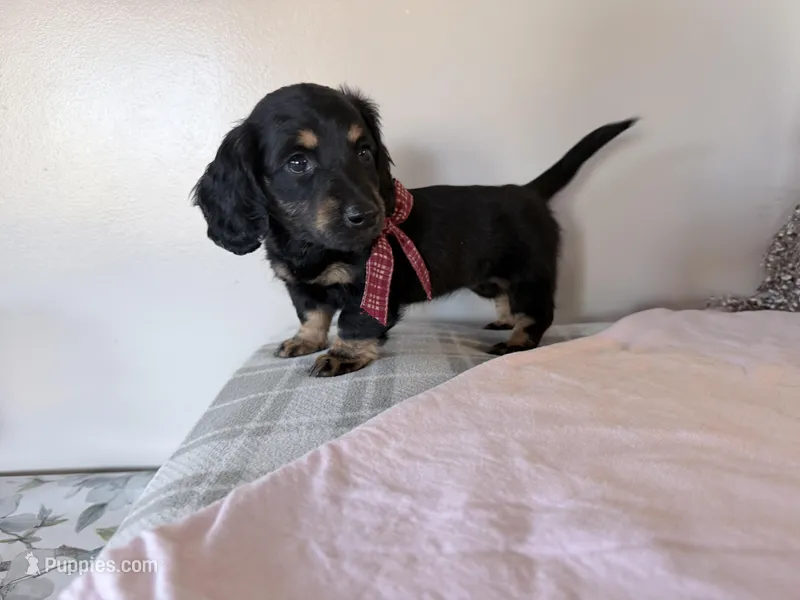 Bouncy – Miniature Dachshund puppy for sale in Fenwick, MI