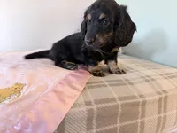 Bouncy, a female Miniature Dachshund for sale in Fenwick, MI – Photo 6 of 8