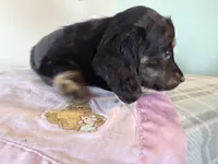 Bouncy, a female Miniature Dachshund for sale in Fenwick, MI – Photo 2 of 8