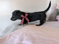 Bouncy, a female Miniature Dachshund for sale in Fenwick, MI – Photo 3 of 8