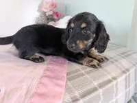 Bouncy, a female Miniature Dachshund for sale in Fenwick, MI – Photo 8 of 8