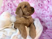 Abby, a female Golden Retriever for sale in Fenwick, MI – Photo 4 of 7