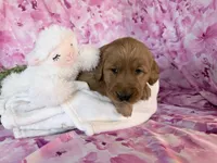 Abby, a female Golden Retriever for sale in Fenwick, MI – Photo 6 of 7