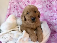 Abby, a female Golden Retriever for sale in Fenwick, MI – Photo 2 of 7