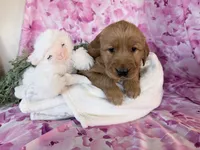 Abby, a female Golden Retriever for sale in Fenwick, MI – Photo 5 of 7