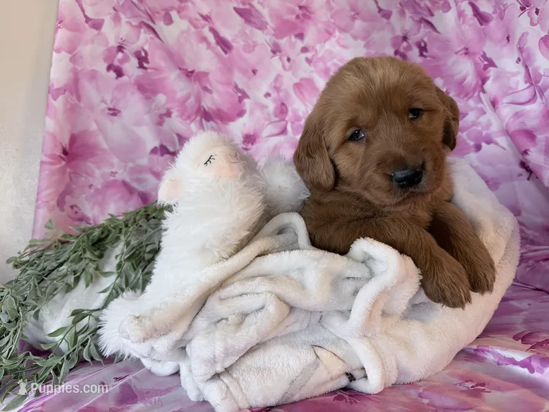 Abby – Golden Retriever puppy for sale in Fenwick, MI