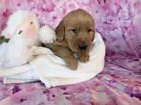 Abby, a female Golden Retriever for sale in Fenwick, MI – Photo 7 of 7