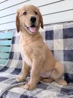 Daisy, a female Golden Retriever for sale in Fenwick, MI – 5 of 8