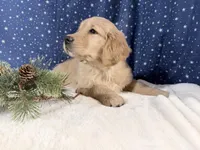 Sonya, a female Golden Retriever for sale in Fenwick, MI – Photo 4 of 8