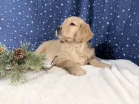 Sonya, a female Golden Retriever for sale in Fenwick, MI – Photo 5 of 8