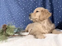 Sonya, a female Golden Retriever for sale in Fenwick, MI – Photo 8 of 8