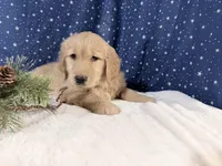 Sonya, a female Golden Retriever for sale in Fenwick, MI – Photo 1 of 8
