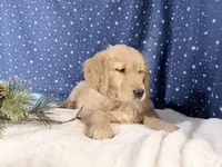 Sonya, a female Golden Retriever for sale in Fenwick, MI – Photo 7 of 8