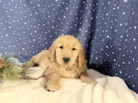 Sonya, a female Golden Retriever for sale in Fenwick, MI – Photo 6 of 8