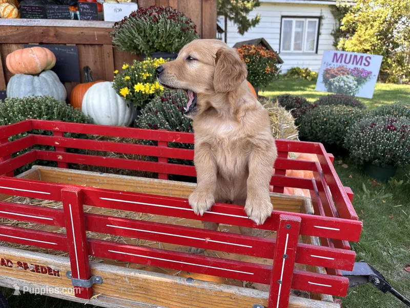 Penelope, a female Golden Retriever for sale in Fenwick, MI – Photo 1 of 6
