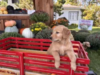 Penelope, a female Golden Retriever for sale in Fenwick, MI – Photo 4 of 6