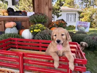 Penelope, a female Golden Retriever for sale in Fenwick, MI – Photo 3 of 6